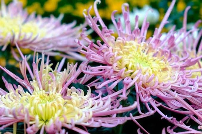 Primo piano di crisantemi rosa dai petali sottili e dal centro chiaro
